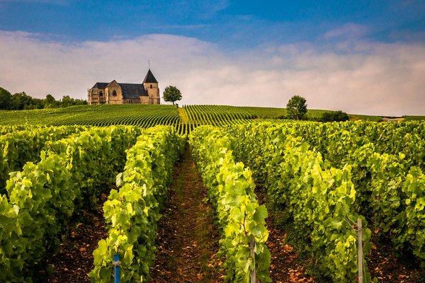 Quels sont les meilleurs circuits à vélo pour découvrir les vignobles de la vallée de la Loire?